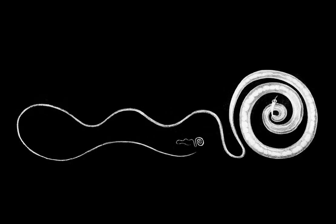 Spooky Science: Zombie Parasites